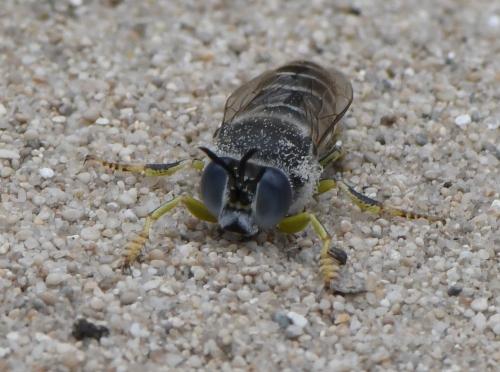 Bembix zonata